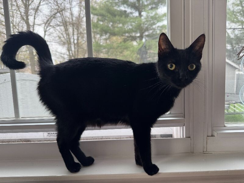 Frankie