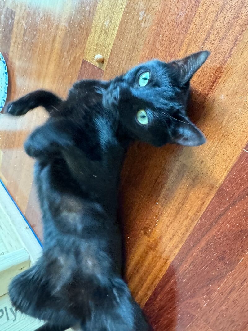Frankie
