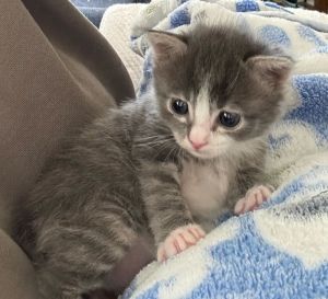 Name Rock Age 5 Weeks Breed Domestic Shorthair Gender Female Meet Rock Introducing Rock a swee