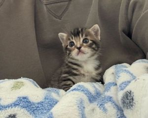 Name Pine Age 5 Weeks Breed Domestic Shorthair Gender Male Meet Pine Say hello to Pine a tiny 