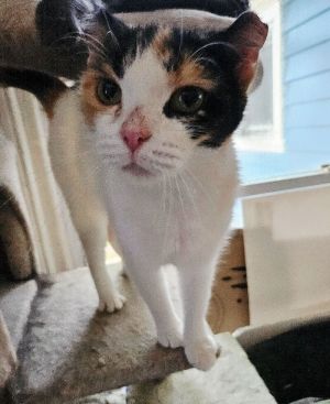 Chance, Adult Female Domestic Short Hair