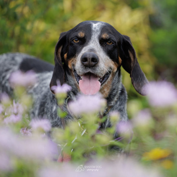 Rosie