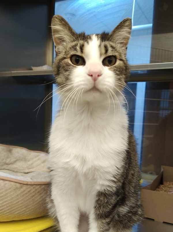 Matilda 43970, an adoptable Domestic Short Hair in Pocatello, ID, 83205 | Photo Image 1
