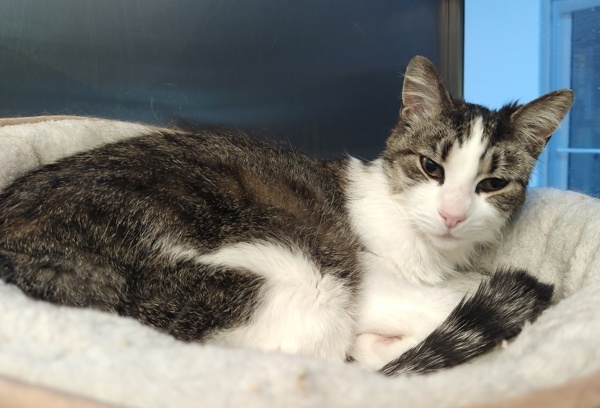 Matilda 43970, an adoptable Domestic Short Hair in Pocatello, ID, 83205 | Photo Image 2