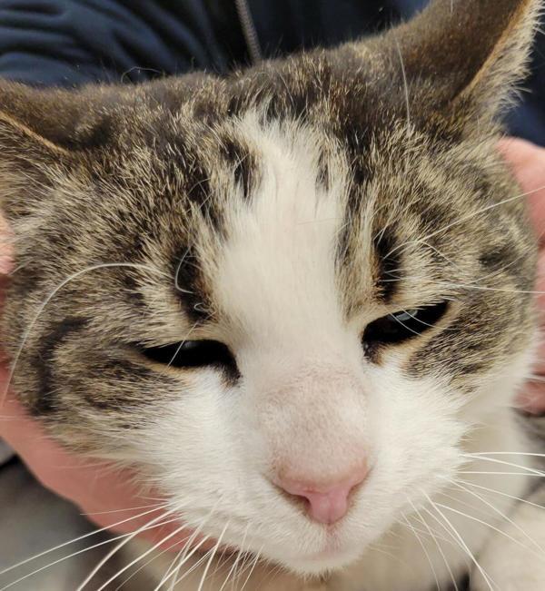 Matilda 43970, an adoptable Domestic Short Hair in Pocatello, ID, 83205 | Photo Image 3
