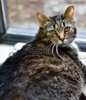 Tiger was returned to Good Mews with her longtime companion Midnight when their owner could no longe