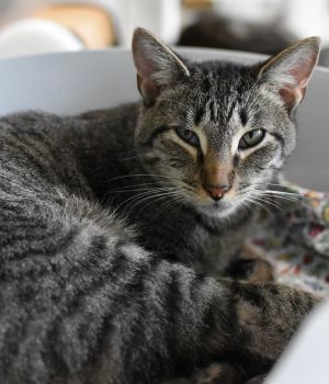 Cinda and Jack came to Good Mews after being found living outside as strays in a community cat setti