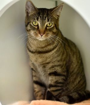 Houdini Domestic Short Hair Cat