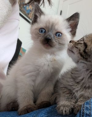 All catskittens will be spayedneutered unless spayneuter contract is signed with additional depos