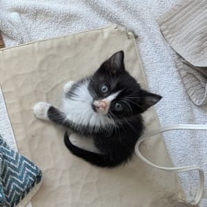 Meet Kumiko the tiniest and most delicate member of her litter a shy little princess with a face th