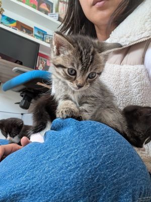 All catskittens will be spayedneutered unless spayneuter contract is signed with additional depos