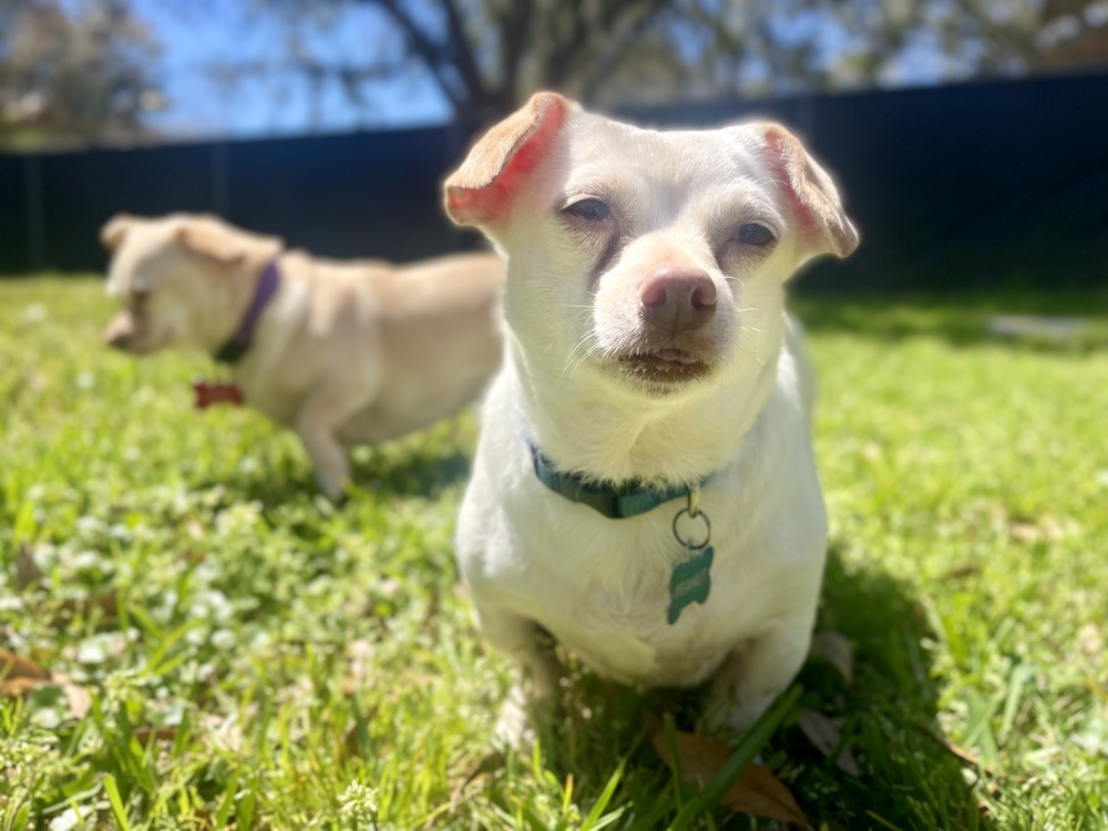 Peanut