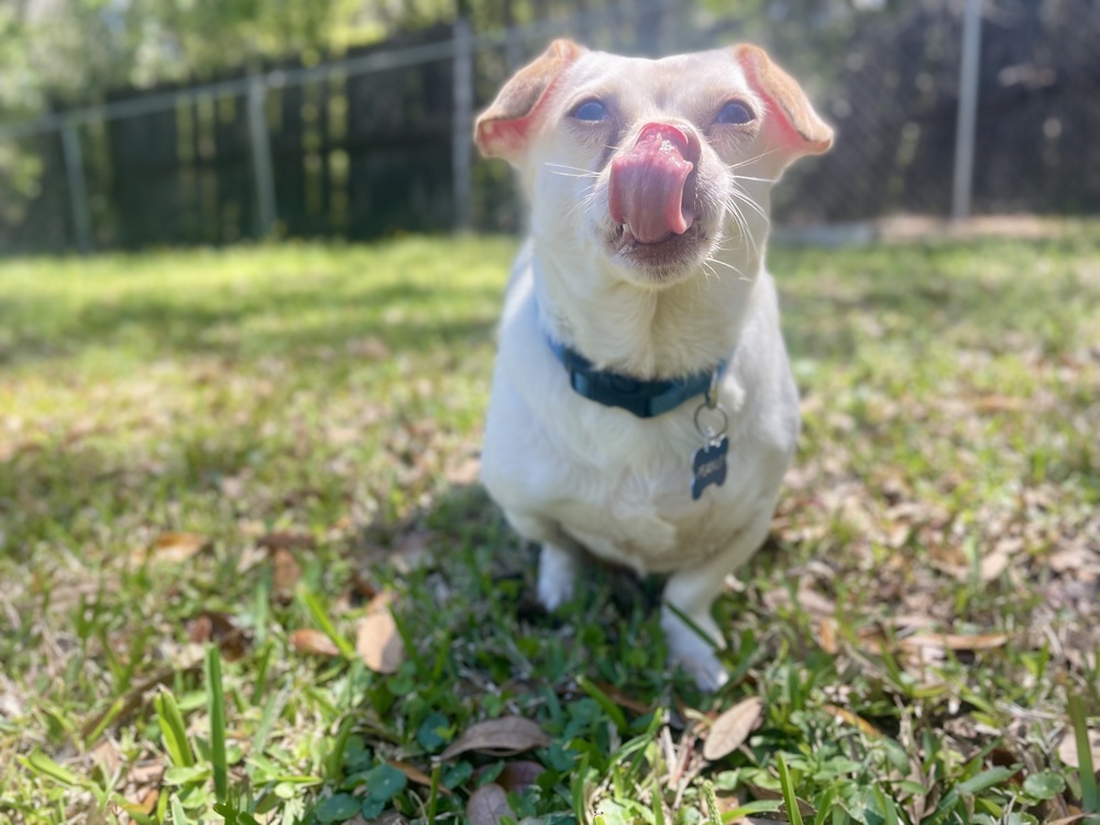 Peanut