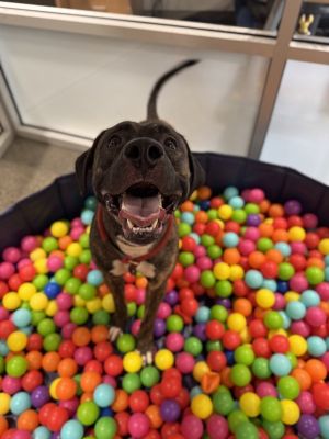 Coco is a sweetheart Hes a little shy at first but it doesnt take long for him to just melt
