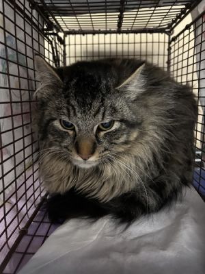 Primary Color Brown Tabby Weight 7lbs Animal has been Neutered