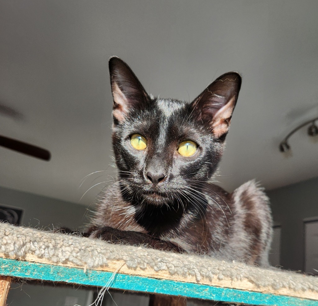Blake, an adoptable Domestic Short Hair in Palmer, AK, 99645 | Photo Image 1