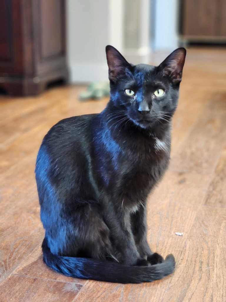 Blake, an adoptable Domestic Short Hair in Palmer, AK, 99645 | Photo Image 3