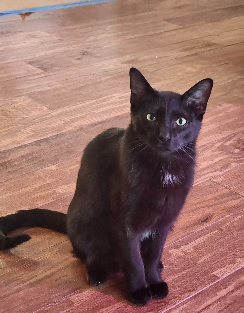 Blake, an adoptable Domestic Short Hair in Palmer, AK, 99645 | Photo Image 4
