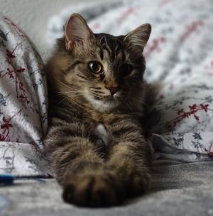 Rollo, Young Male unknown
