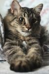 Rollo photo 1