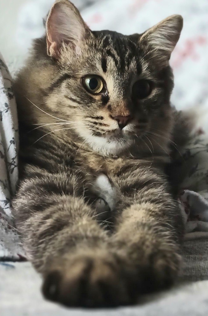 Rollo