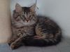 Rollo photo 5