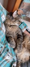 Rollo photo 5