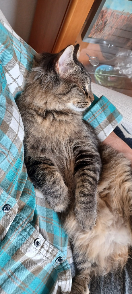 Rollo