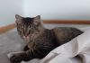 Rollo photo 6