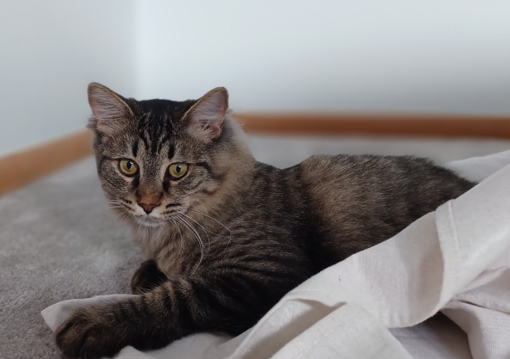 Rollo