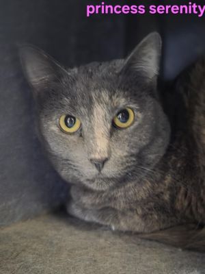 Princess Serenity, Adult Female unknown
