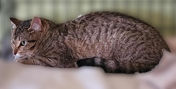 Dash, an adoptable Domestic Short Hair in Rice Lake, WI, 54868 | Photo Image 1