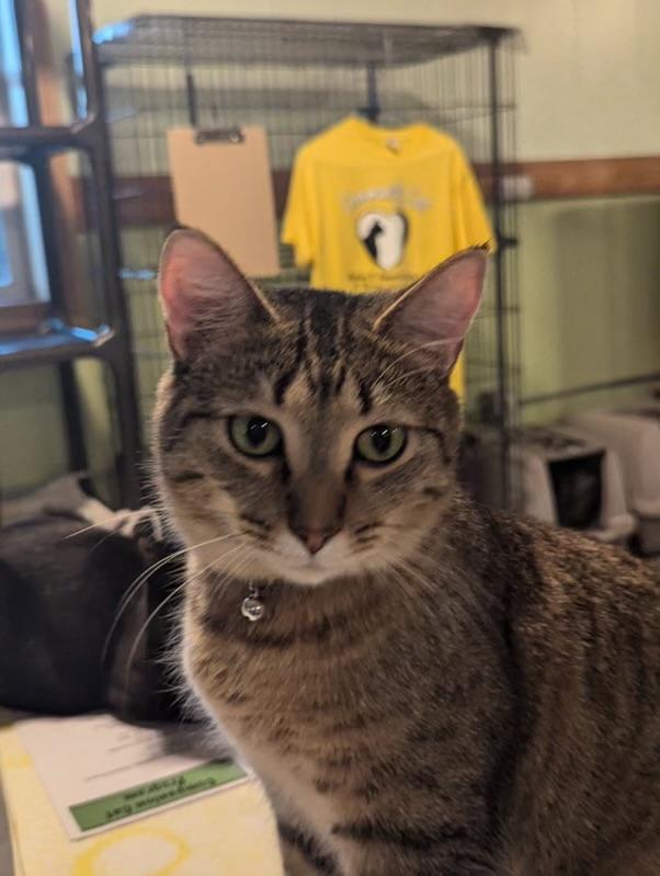 Dash, an adoptable Domestic Short Hair in Rice Lake, WI, 54868 | Photo Image 1