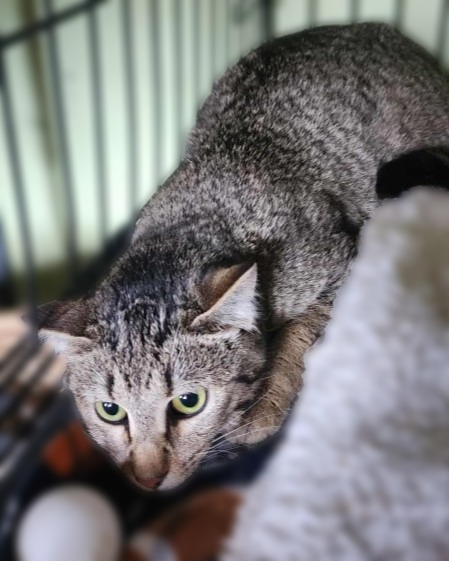 Julep, an adoptable Domestic Short Hair in Rice Lake, WI, 54868 | Photo Image 1