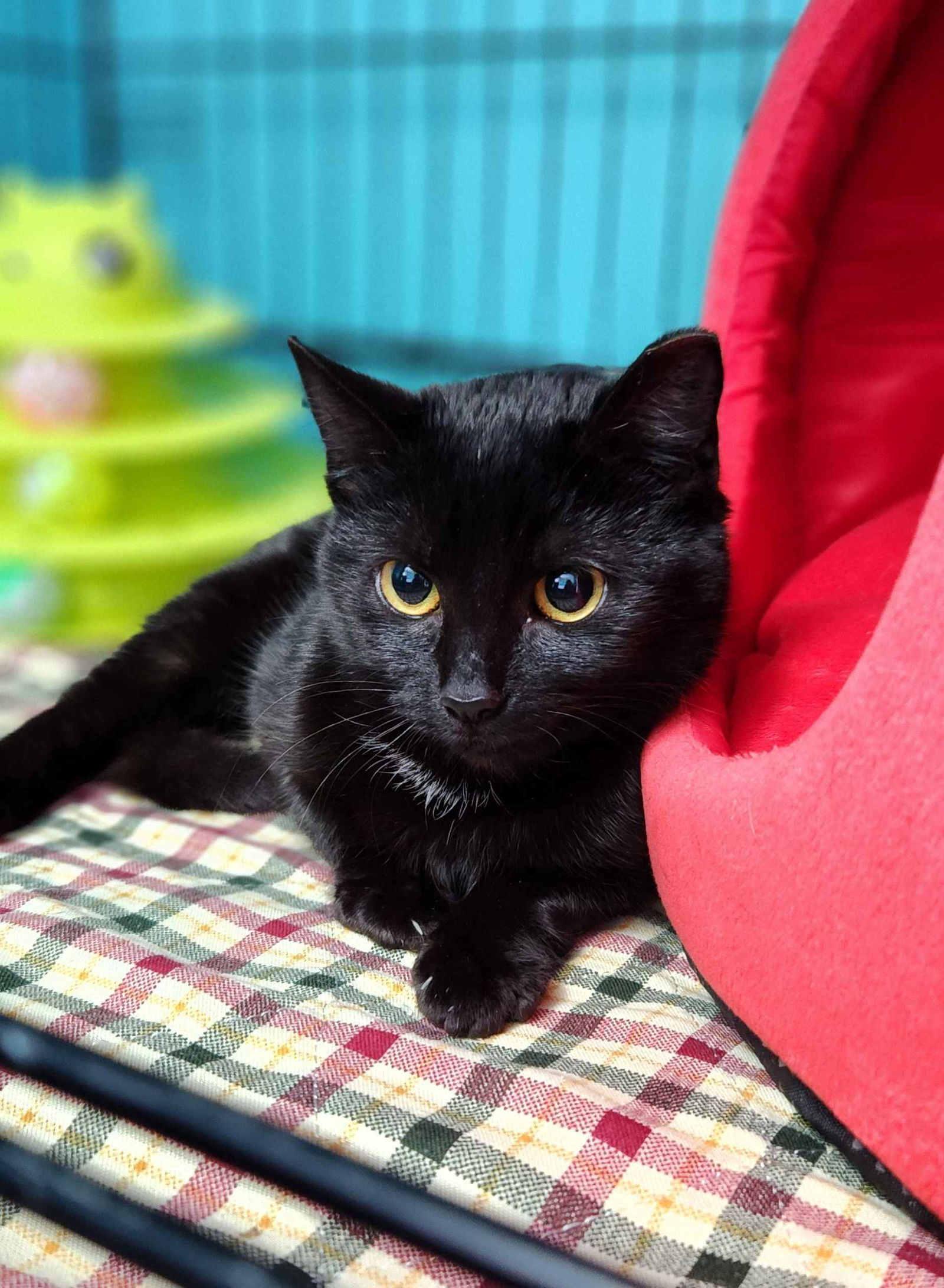 Brunhilda