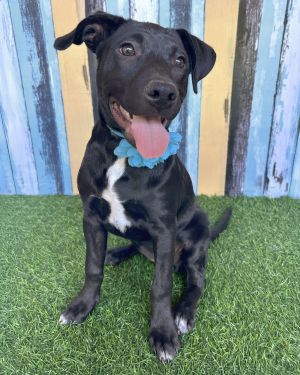 Shayla, Baby Female Pit Bull Terrier