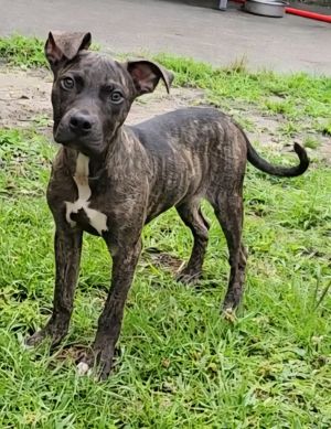 Ren, Young Male Pit Bull Terrier