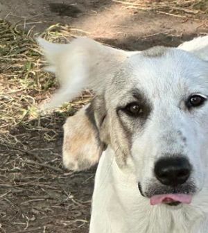Misty, Adult Female Great Pyrenees