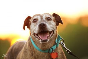 Debbie, Senior Female Catahoula Leopard Dog