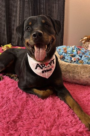 Brock, Adult Male Rottweiler