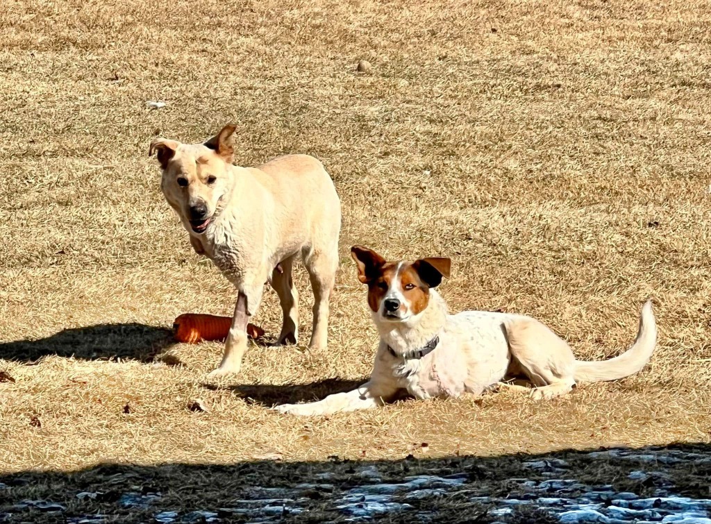 Frida