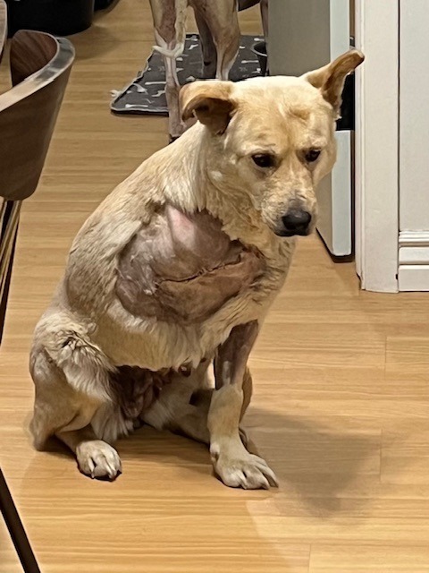 Frida