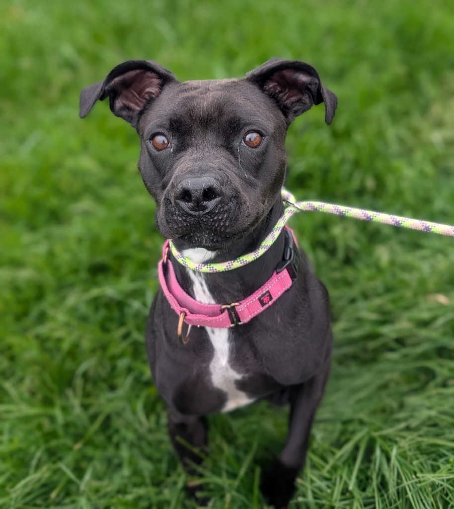 Watson, an adoptable Affenpinscher, Boxer in Defiance, OH, 43512 | Photo Image 1