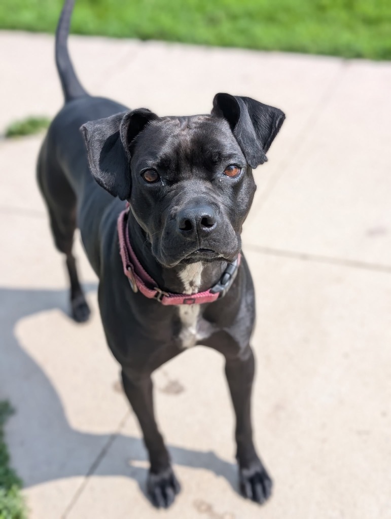 Watson, an adoptable Affenpinscher, Boxer in Defiance, OH, 43512 | Photo Image 1