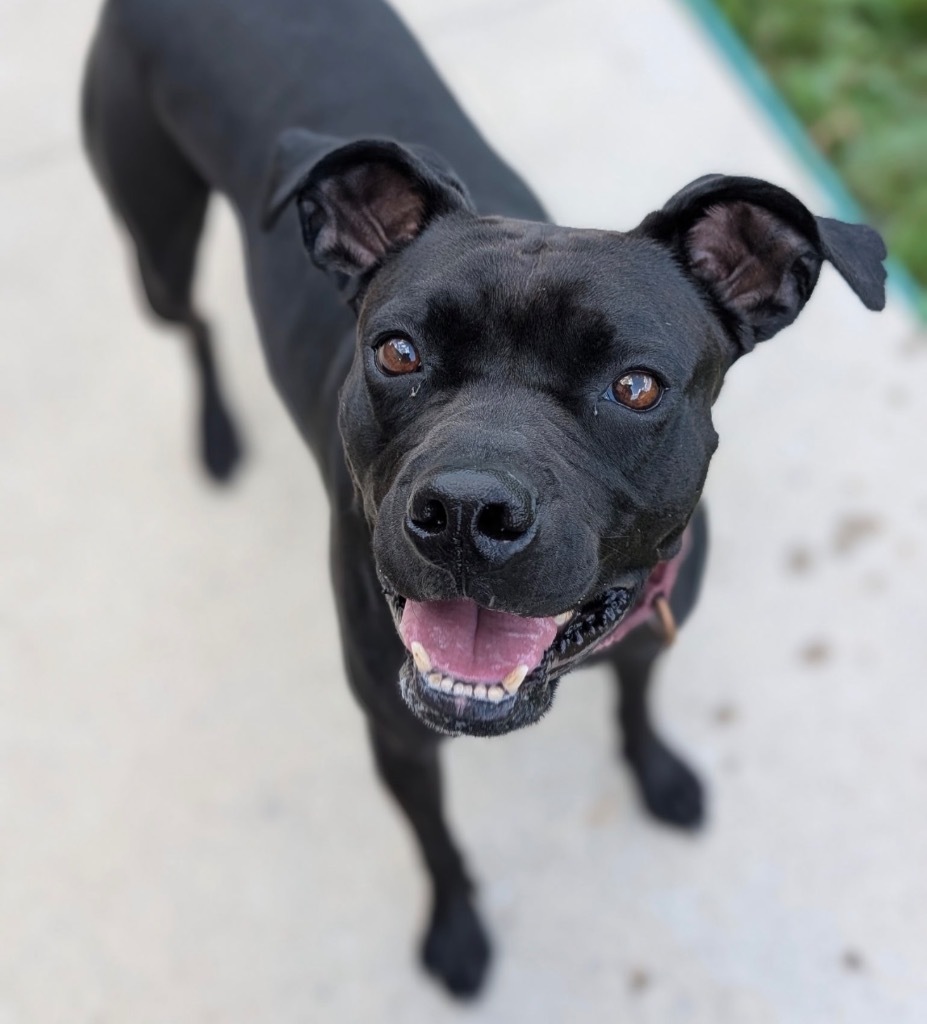 Watson, an adoptable Affenpinscher, Boxer in Defiance, OH, 43512 | Photo Image 1