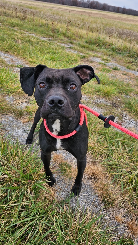 Watson, an adoptable Affenpinscher, Boxer in Defiance, OH, 43512 | Photo Image 2