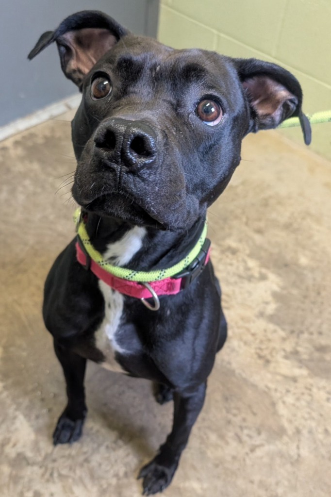 Watson, an adoptable Affenpinscher, Boxer in Defiance, OH, 43512 | Photo Image 3