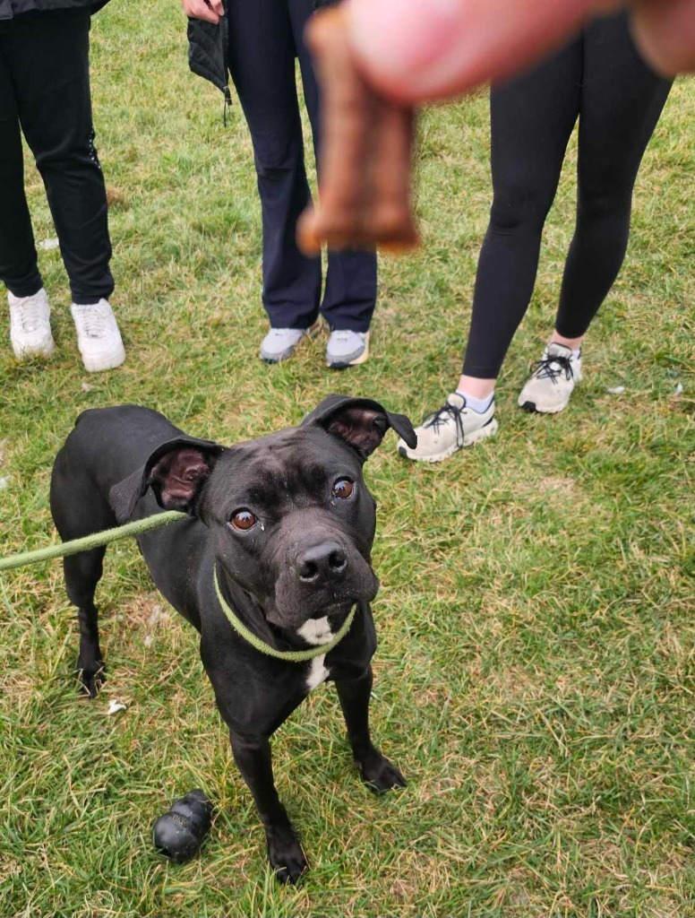 Watson, an adoptable Affenpinscher, Boxer in Defiance, OH, 43512 | Photo Image 4