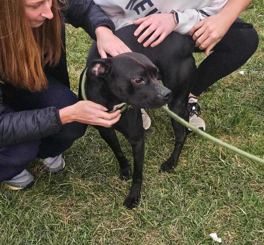 Watson, an adoptable Affenpinscher, Boxer in Defiance, OH, 43512 | Photo Image 5
