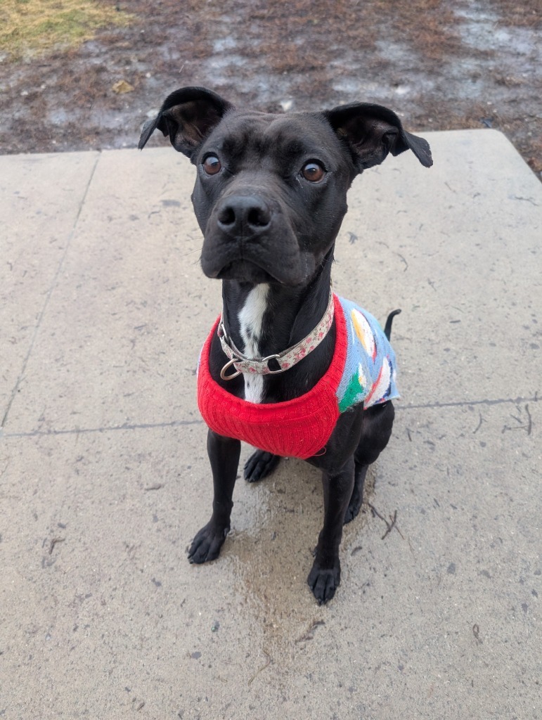 Watson, an adoptable Affenpinscher, Boxer in Defiance, OH, 43512 | Photo Image 6
